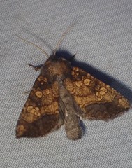 Papaipema cataphracta