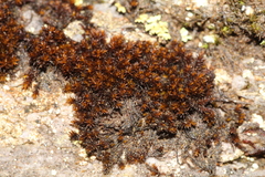 Andreaea amblyophylla