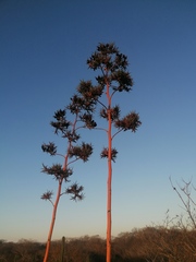 Agave karwinskii