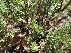 Eriogonum fasciculatum foliolosum