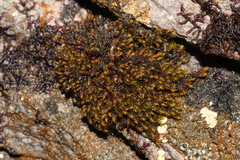 Andreaea mutabilis