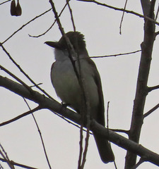 Myiarchus tyrannulus