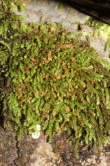 Schizymenium bryoides