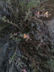 Crocanthemum glomeratum