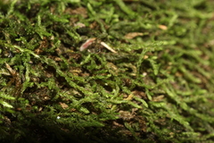 Schizymenium bryoides