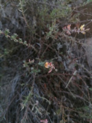 Crocanthemum glomeratum