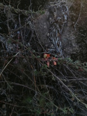 Crocanthemum glomeratum