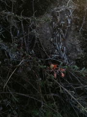 Crocanthemum glomeratum