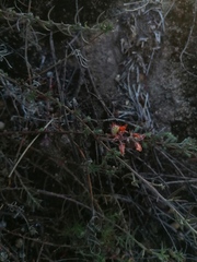 Crocanthemum glomeratum