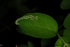 Aulagromyza cornigera