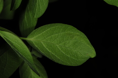 Aulagromyza cornigera