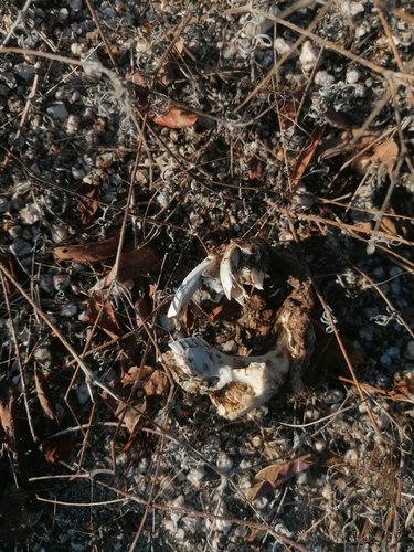 Giant Pocket Gopher (Orthogeomys grandis)