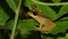 Pristimantis achatinus