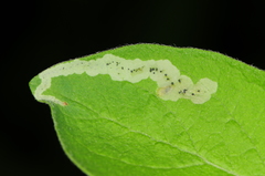 Aulagromyza cornigera