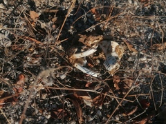 Orthogeomys grandis