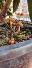 Psilocybe tasmaniana