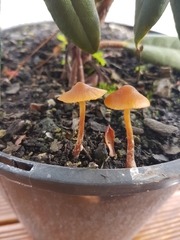 Psilocybe tasmaniana
