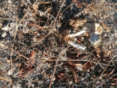 Orthogeomys grandis