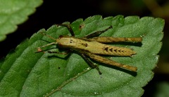 Maculiparia rotundata