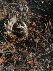 Orthogeomys grandis