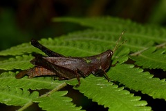 Maculiparia rotundata