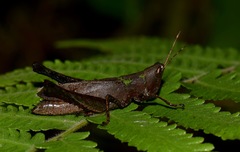 Maculiparia rotundata