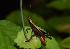 Maculiparia rotundata