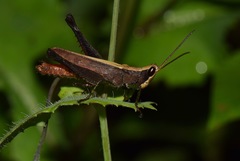 Maculiparia rotundata