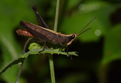 Maculiparia rotundata