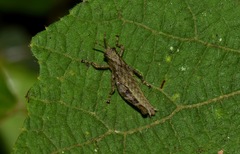 Maculiparia rotundata
