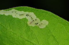 Aulagromyza cornigera