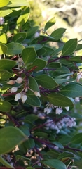 Arctostaphylos hookeri