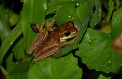 Smilisca phaeota