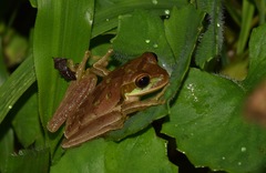 Smilisca phaeota