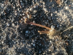 Sylvilagus cunicularius