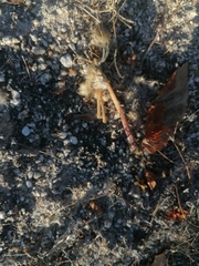 Sylvilagus cunicularius