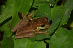 Smilisca phaeota