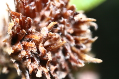 Andricus quercusfoliatus