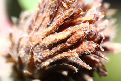 Andricus quercusfoliatus