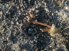 Sylvilagus cunicularius