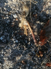 Sylvilagus cunicularius