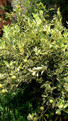 Citrus × microcarpa