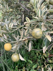 Citrus × microcarpa