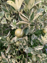 Citrus × microcarpa