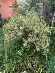 Citrus × microcarpa