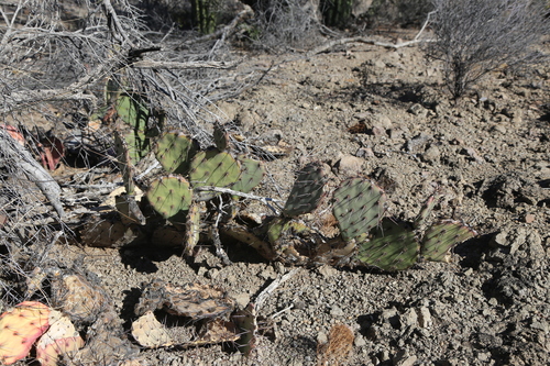 Image of Opuntia blakeana by (c) Reid Hardin, some rights reserved (CC BY)