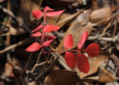 Rhus copallina image