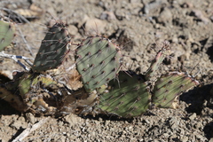 Opuntia blakeana