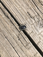 Trichaulax philipsii
