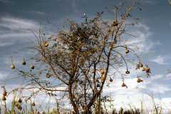 Ploceus velatus